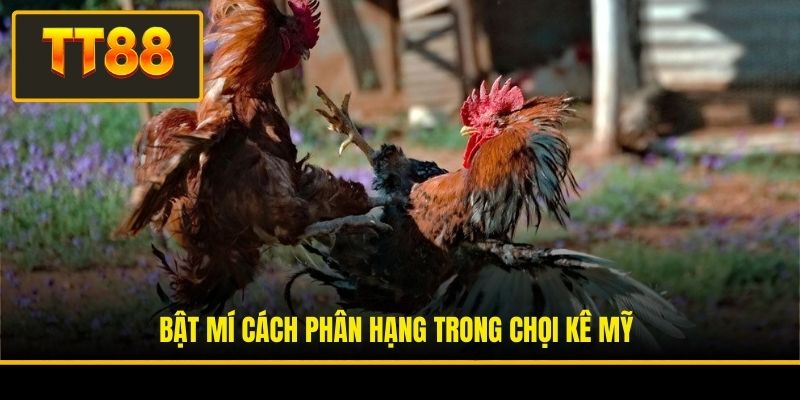 Đá Gà Mỹ - Giải Trí Hấp Dẫn Với Cơ Hội Đổi Đời Siêu Tốc 3 Bật mí cách phân hạng trong chọi kê Mỹ
