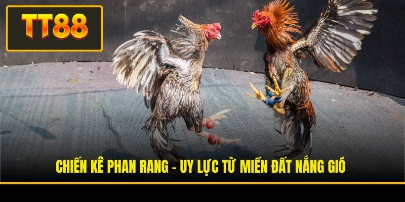 Đá Gà Tốt Nhất Việt Nam - Khám Phá Những Linh Kê Danh Tiếng 3 Chiến kê Phan Rang - Uy lực từ miền đất nắng gió