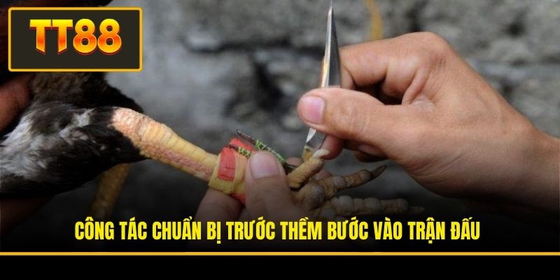 Đá Gà Cựa Sắt - Đỉnh Cao Giải Trí Và Cơ Hội Làm Giàu Nhanh 4 Công tác chuẩn bị trước thềm bước vào trận đấu