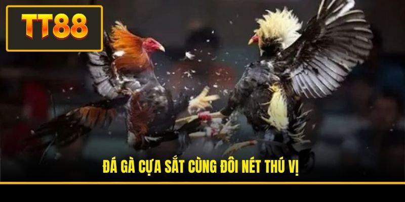 Đá Gà Cựa Sắt - Đỉnh Cao Giải Trí Và Cơ Hội Làm Giàu Nhanh 2 Đá gà cựa sắt cùng đôi nét thú vị