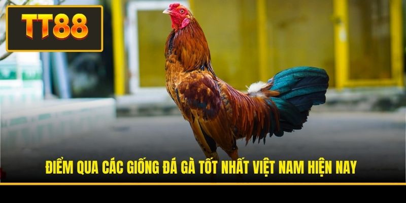 Đá Gà Tốt Nhất Việt Nam - Khám Phá Những Linh Kê Danh Tiếng 2 Điểm qua các giống đá gà tốt nhất Việt Nam hiện nay