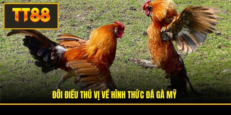 Đá Gà Mỹ - Giải Trí Hấp Dẫn Với Cơ Hội Đổi Đời Siêu Tốc 2 Đôi điều thú vị về hình thức đá gà Mỹ