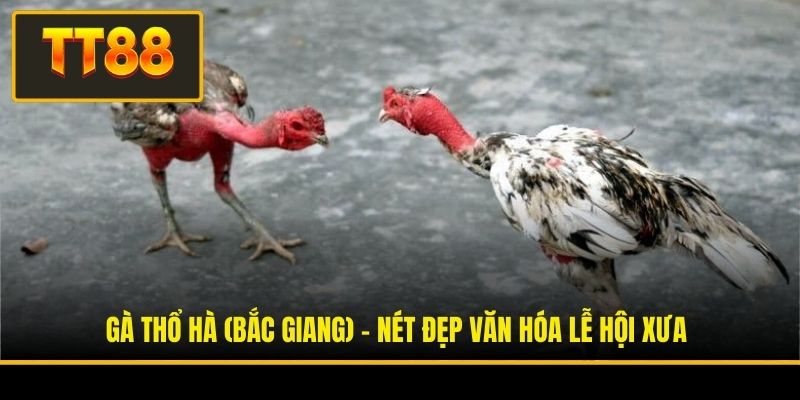 Đá Gà Tốt Nhất Việt Nam - Khám Phá Những Linh Kê Danh Tiếng 4 Gà Thổ Hà (Bắc Giang) - Nét đẹp văn hóa lễ hội xưa