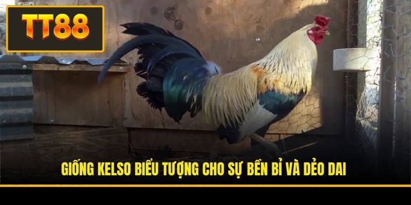 Đá Gà Mỹ - Giải Trí Hấp Dẫn Với Cơ Hội Đổi Đời Siêu Tốc 4 Giống Kelso biểu tượng cho sự bền bỉ và dẻo dai