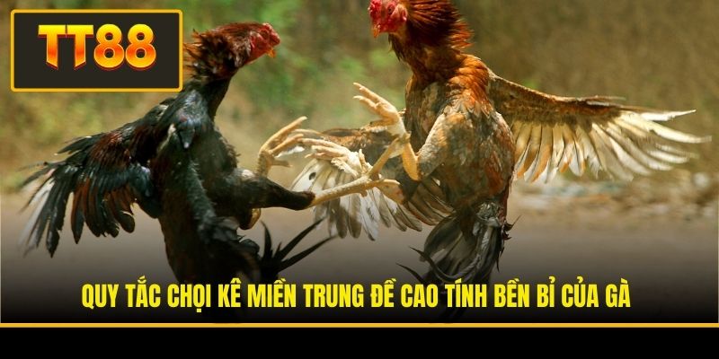 Luật Đá Gà - Cẩm Nang Toàn Tập Về Quy Tắc Thi Đấu Chọi Kê 3 Quy tắc chọi kê miền Trung đề cao tính bền bỉ của gà