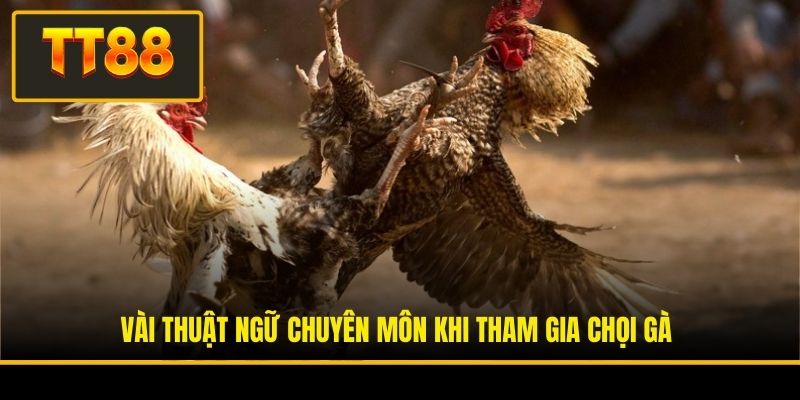 Luật Đá Gà - Cẩm Nang Toàn Tập Về Quy Tắc Thi Đấu Chọi Kê 4 Vài thuật ngữ chuyên môn khi tham gia chọi gà