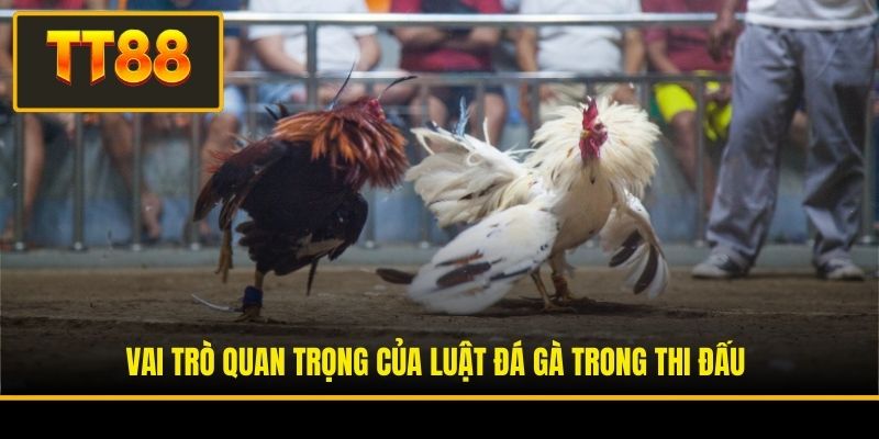 Luật Đá Gà - Cẩm Nang Toàn Tập Về Quy Tắc Thi Đấu Chọi Kê 2 Vai trò quan trọng của luật đá gà trong thi đấu